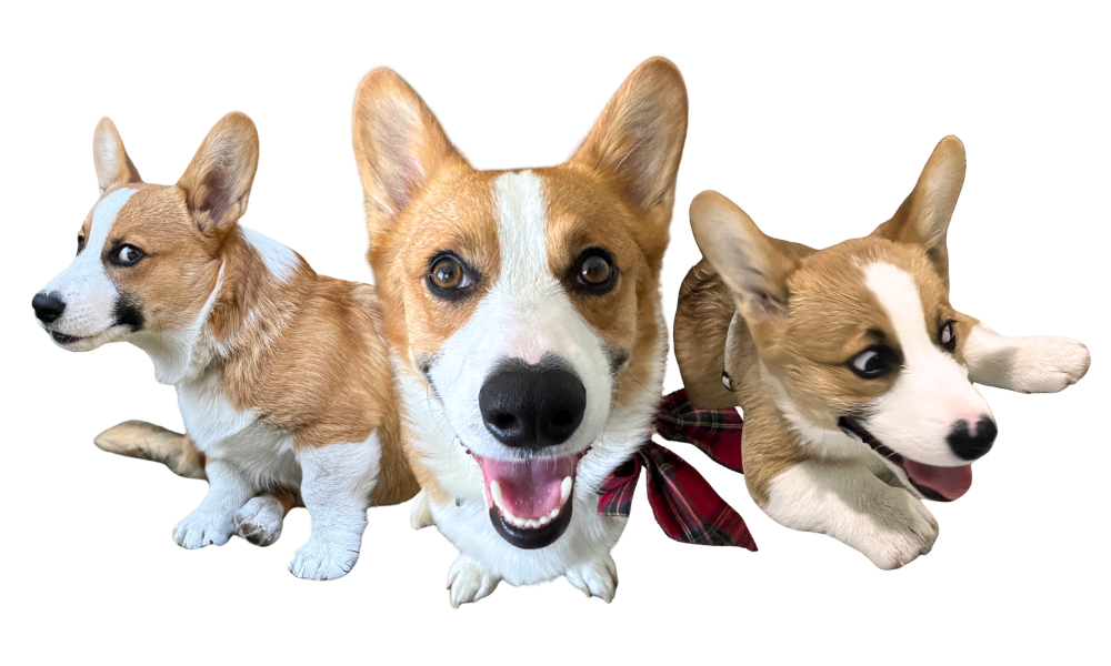Mochi the corgi